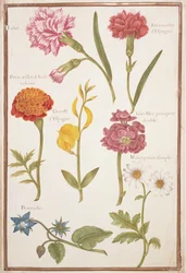 PD.109-1973.f2 Twee anjers, Franse goudsbloem, Spaanse brem, dubbele stokroos, bernagie en margriet